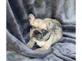 French Bulldog Puppy for sale in Paris, OH, USA