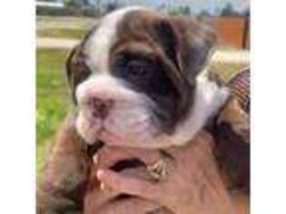 Bulldog Puppy for sale in Magnolia, TX, USA