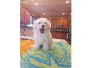 Maltese Puppy for sale in Daytona Beach, FL, USA