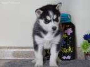 Siberian Husky Puppy for sale in Lynn, IN, USA