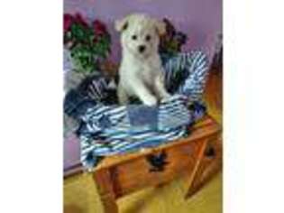 American Eskimo Dog Puppy for sale in New Haven, IN, USA