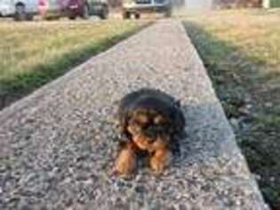 Cavalier King Charles Spaniel Puppy for sale in Neodesha, KS, USA