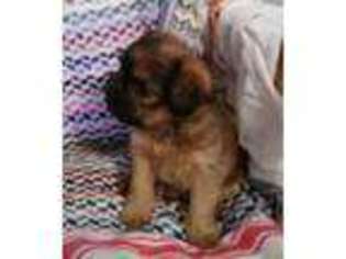 Brussels Griffon Puppy for sale in Nilwood, IL, USA