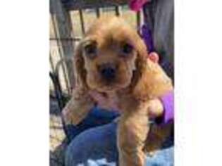 Cocker Spaniel Puppy for sale in Kettering, OH, USA