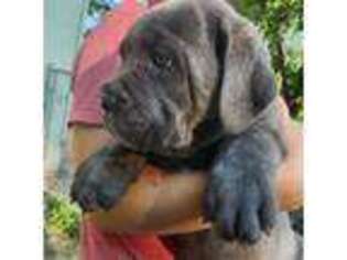 Cane Corso Puppy for sale in Seale, AL, USA