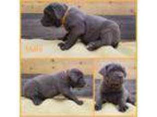 Cane Corso Puppy for sale in Olney Springs, CO, USA
