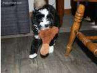 Tibetan Terrier Puppy for sale in Doe Run, MO, USA