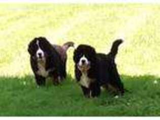 Bernese Mountain Dog Puppy for sale in Saint Albans, VT, USA