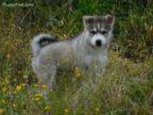 Siberian Husky Puppy for sale in Castroville, TX, USA