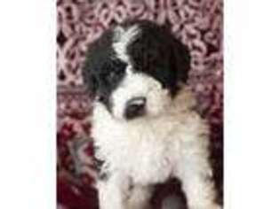 Mutt Puppy for sale in Corsica, SD, USA