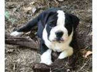 Olde English Bulldogge Puppy for sale in Apex, NC, USA