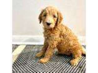 Goldendoodle Puppy for sale in Beaumont, CA, USA