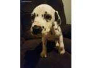 Dalmatian Puppy for sale in Moberly, MO, USA