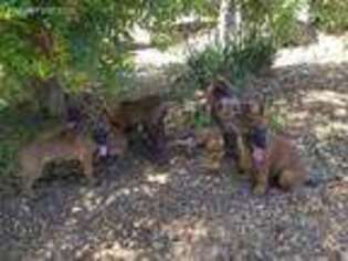 Belgian Malinois Puppy for sale in Jamul, CA, USA