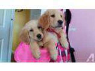 Golden Retriever Puppy for sale in SCARSDALE, NY, USA