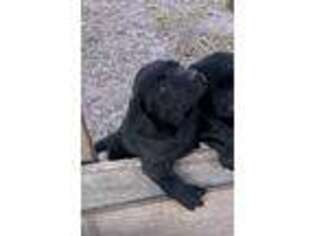 Labrador Retriever Puppy for sale in Hemingway, SC, USA
