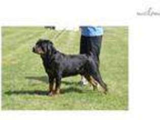 Rottweiler Puppy for sale in Oklahoma City, OK, USA