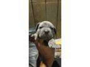 Cane Corso Puppy for sale in Hammond, IN, USA
