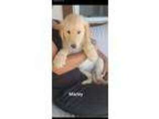 Goldendoodle Puppy for sale in Montrose, CO, USA