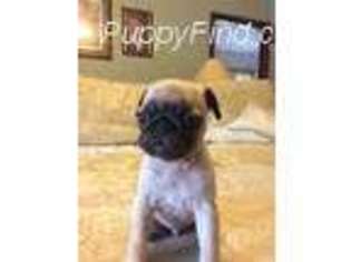 Pug Puppy for sale in Fredericktown, OH, USA