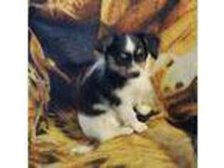 Papillon Puppy for sale in Culdesac, ID, USA