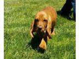 Bloodhound Puppy for sale in Silverton, OR, USA
