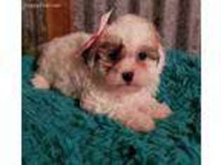 Shih-Poo Puppy for sale in Brownsboro, TX, USA
