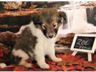 Shetland Sheepdog Puppy for sale in Bedford, VA, USA