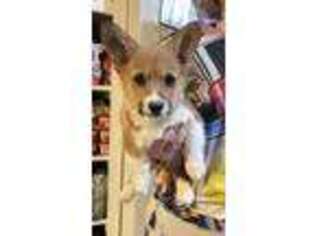 Pembroke Welsh Corgi Puppy for sale in Dayton, OH, USA