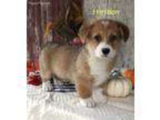 Cardigan Welsh Corgi Puppy for sale in Plymouth, IN, USA
