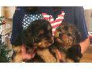 Yorkshire Terrier Puppy for sale in Church Hill, TN, USA