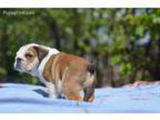 Bulldog Puppy for sale in Wausau, WI, USA