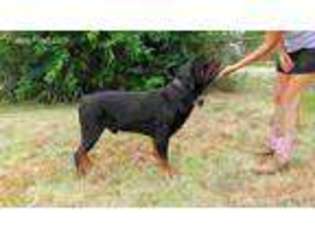 Rottweiler Puppy for sale in Waurika, OK, USA