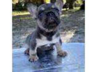 French Bulldog Puppy for sale in Sorrento, FL, USA