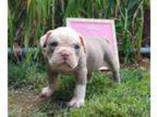 Olde English Bulldogge Puppy for sale in Baltimore, MD, USA