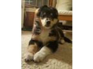 Collie Puppy for sale in Ringoes, NJ, USA