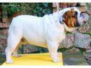 Bulldog Puppy for sale in Olympia, WA, USA