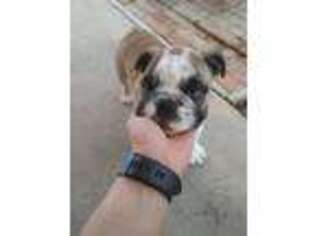 Bulldog Puppy for sale in Lufkin, TX, USA