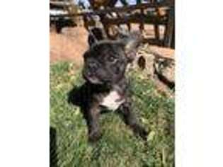 French Bulldog Puppy for sale in Canon City, CO, USA