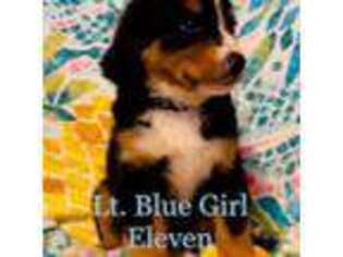 Bernese Mountain Dog Puppy for sale in Union Grove, NC, USA