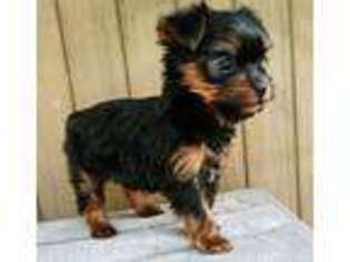 Yorkshire Terrier Puppy for sale in Webster, FL, USA