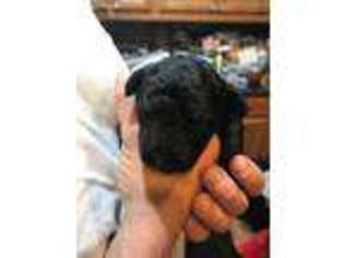 Puli Puppy for sale in Lewis, CO, USA