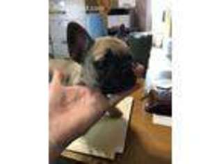 French Bulldog Puppy for sale in Clovis, NM, USA