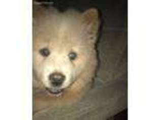 Chow Chow Puppy for sale in Frisco, TX, USA
