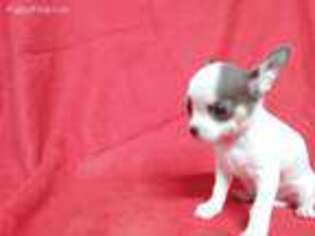 Chihuahua Puppy for sale in Mansfield, AR, USA