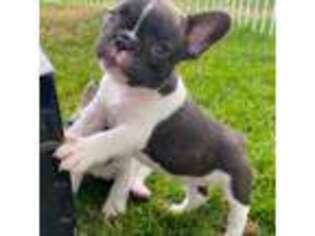 French Bulldog Puppy for sale in Cecilia, KY, USA