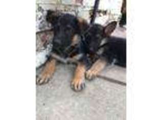 German Shepherd Dog Puppy for sale in Akron, OH, USA