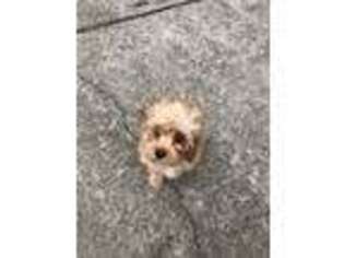 Cavapoo Puppy for sale in Newport News, VA, USA