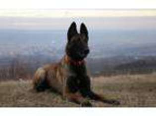 Belgian Malinois Puppy for sale in Tallahassee, FL, USA