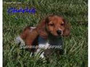 Dachshund Puppy for sale in Lebanon, MO, USA